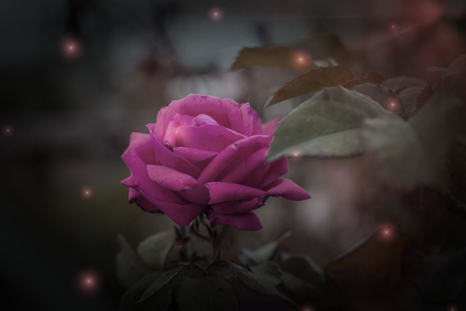 Nikon D600 sample photo. Rosa, flower, bella photography