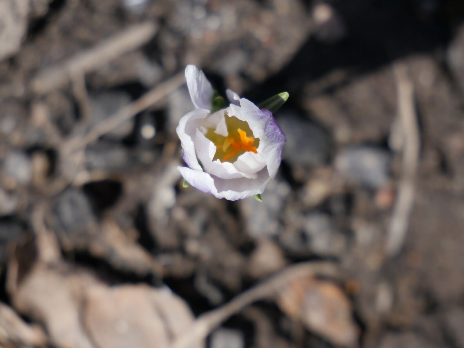 Panasonic Lumix DMC-GH4 sample photo. Nature, flower, flora photography