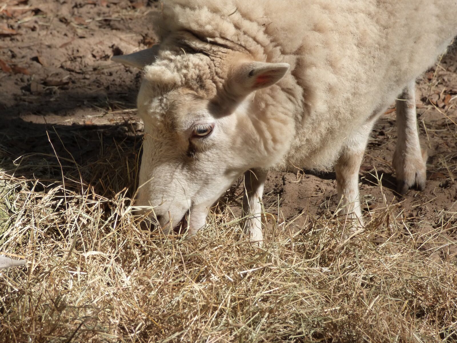 Panasonic Lumix DMC-FZ70 sample photo. Animal, sheep, farm animals photography