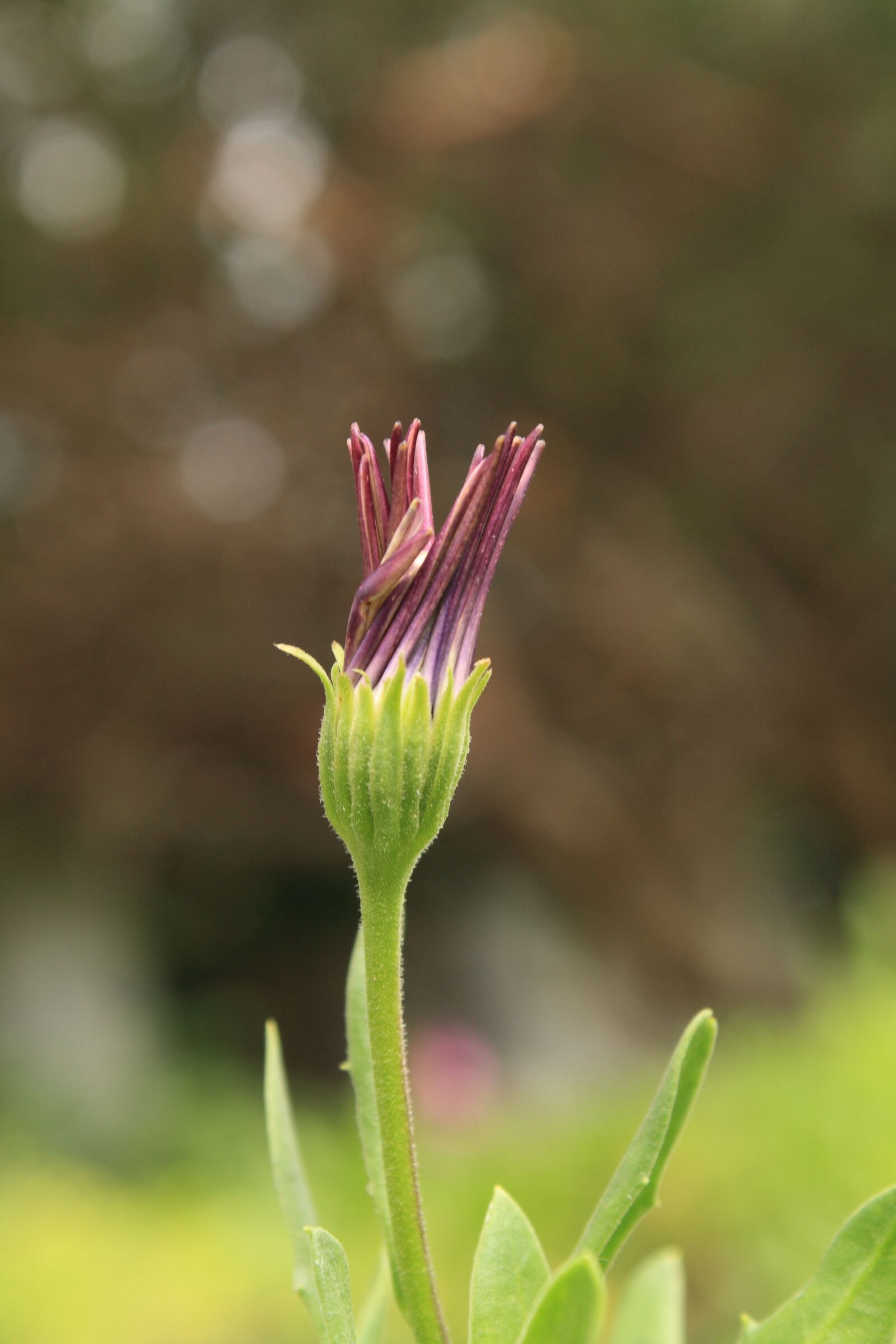 Canon EOS 1000D (EOS Digital Rebel XS / EOS Kiss F) sample photo. Flower, blossom, macro photography