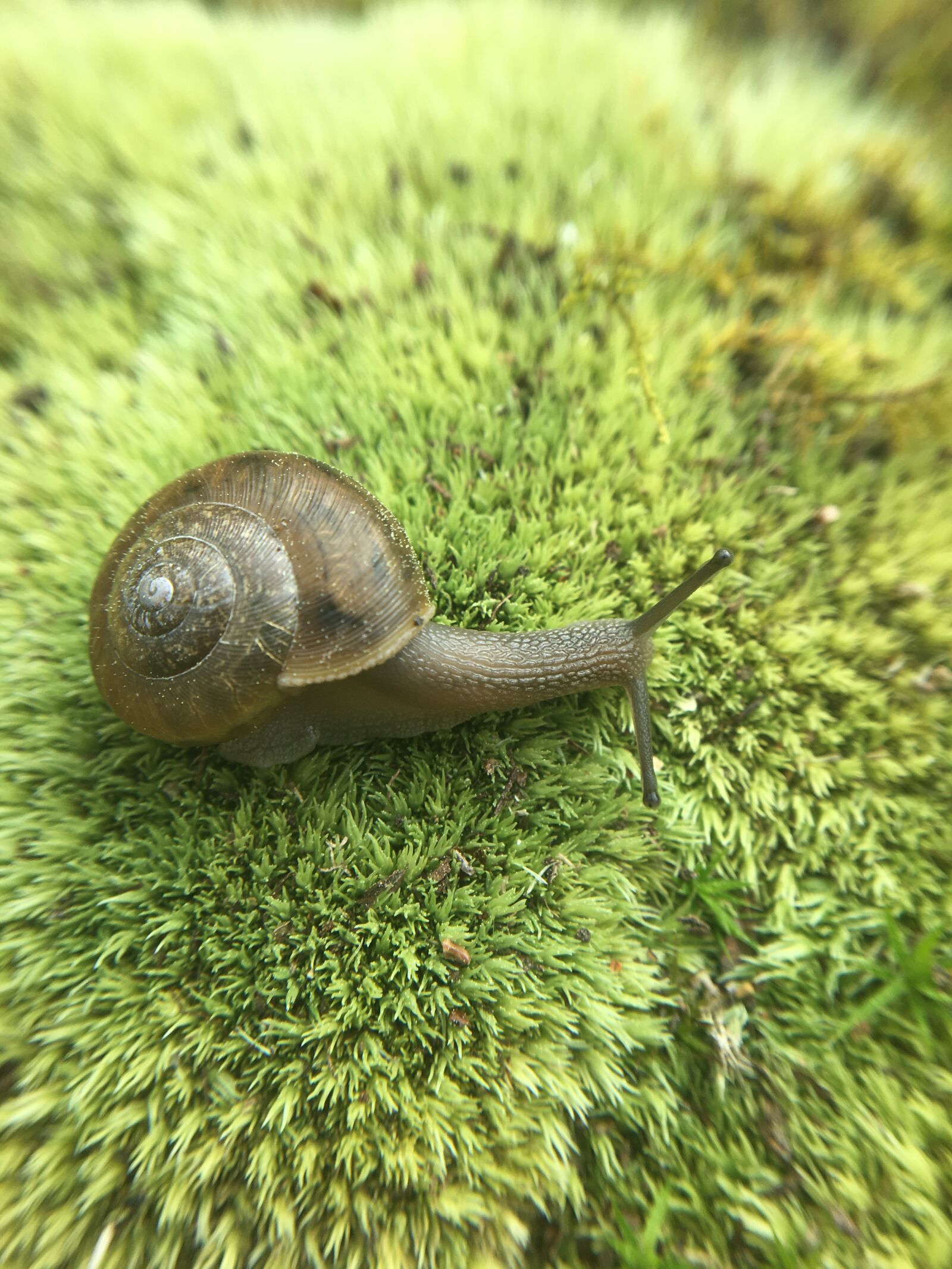 Apple iPhone 6s sample photo. Snail, nature, mollusk photography