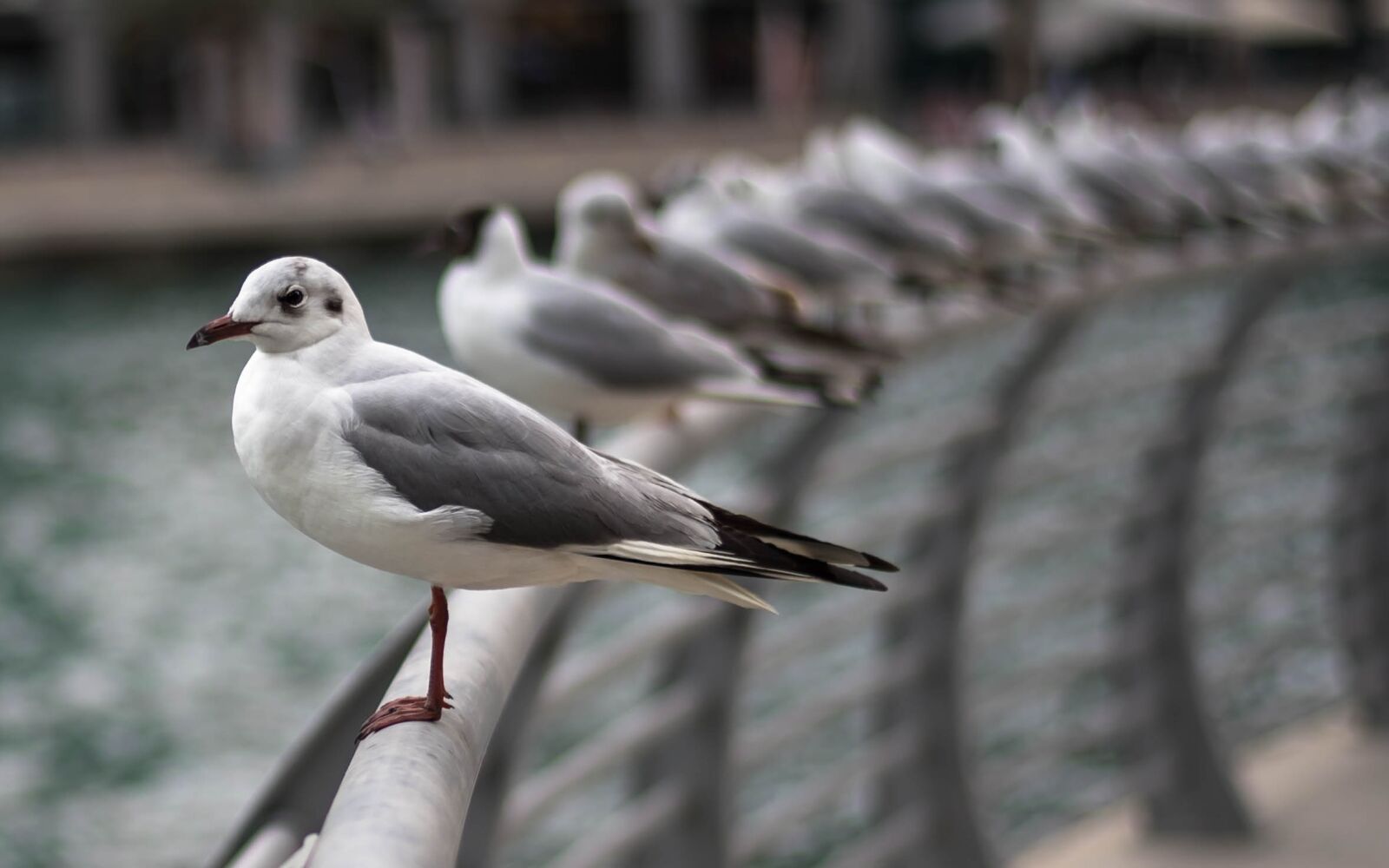 Nikon D750 sample photo. Animal, birds, seagull photography