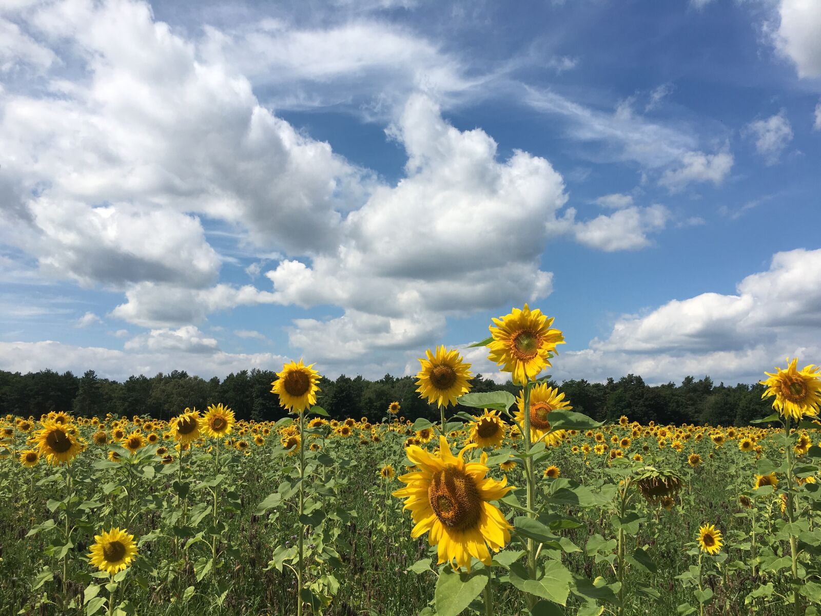 Apple iPhone 6s sample photo. Sunflower, flower, sunflower field photography