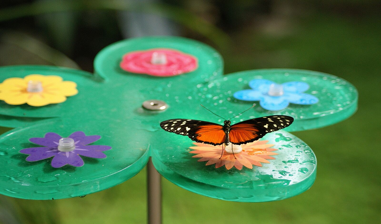 Sony Alpha DSLR-A390 sample photo. Butterfly, bug, butterflies photography