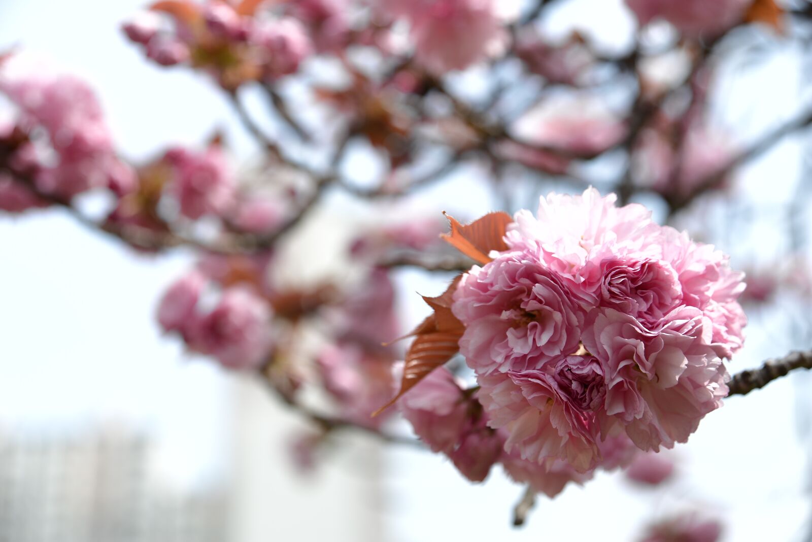 Nikon D610 sample photo. Flowers, cherry tree, quarter photography