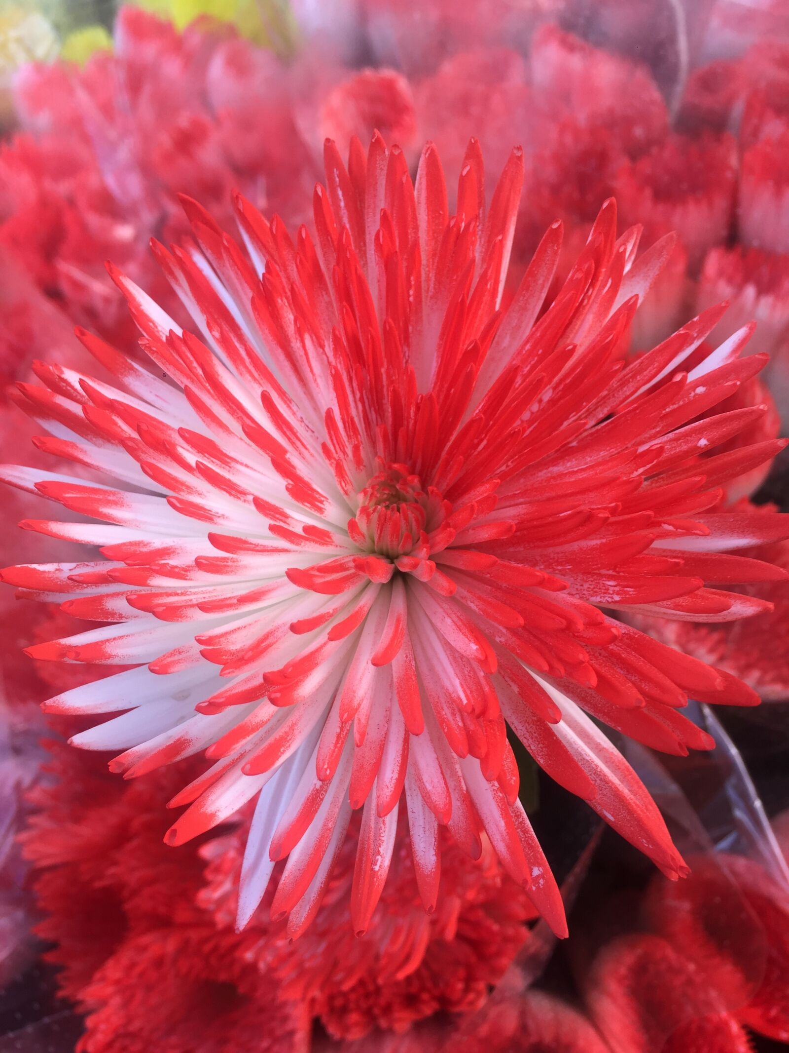 Apple iPhone 6 sample photo. Flower, flowers, red photography