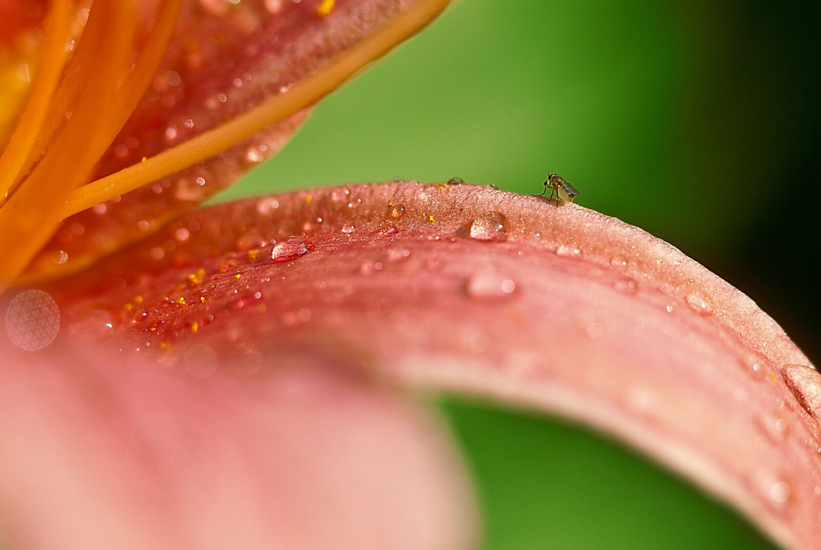 Canon EOS 5D Mark II sample photo. Lily, flower, after the photography