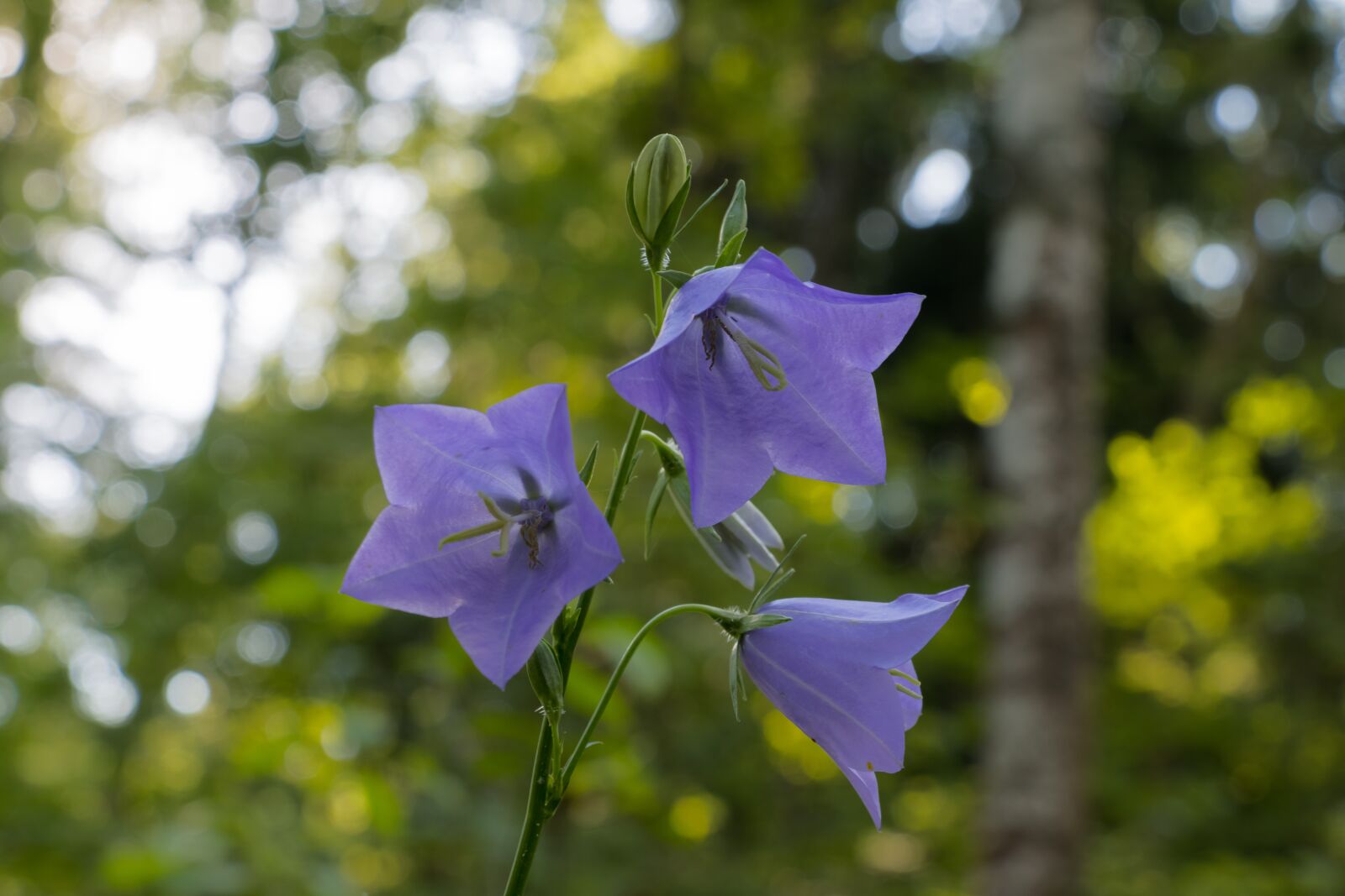 Canon EOS 80D sample photo. Flower, bell, forest photography