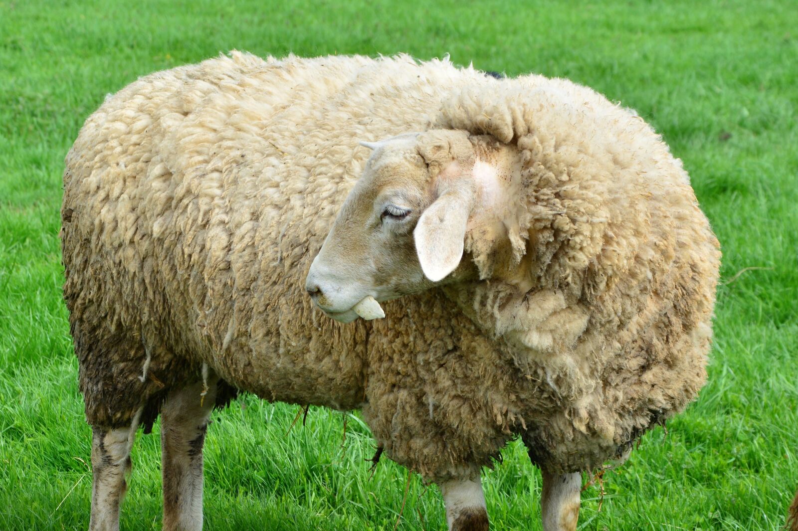 Nikon D5200 sample photo. Sheep, livestock, farm photography