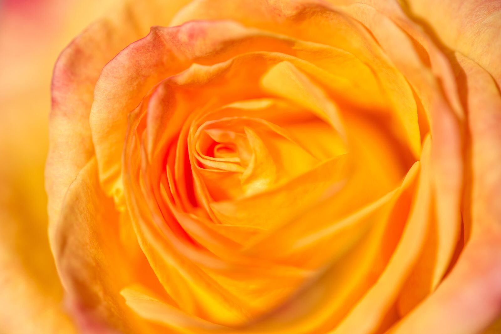 Nikon D750 sample photo. Rose, blossom, bloom photography