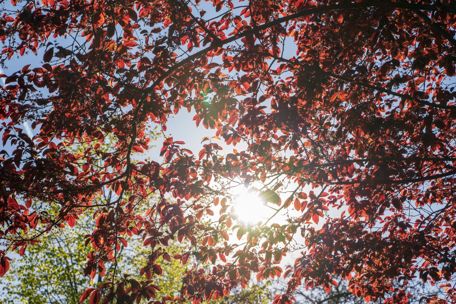Tamron 28-75mm F2.8 Di III RXD sample photo. Sun, sunlight, tree photography