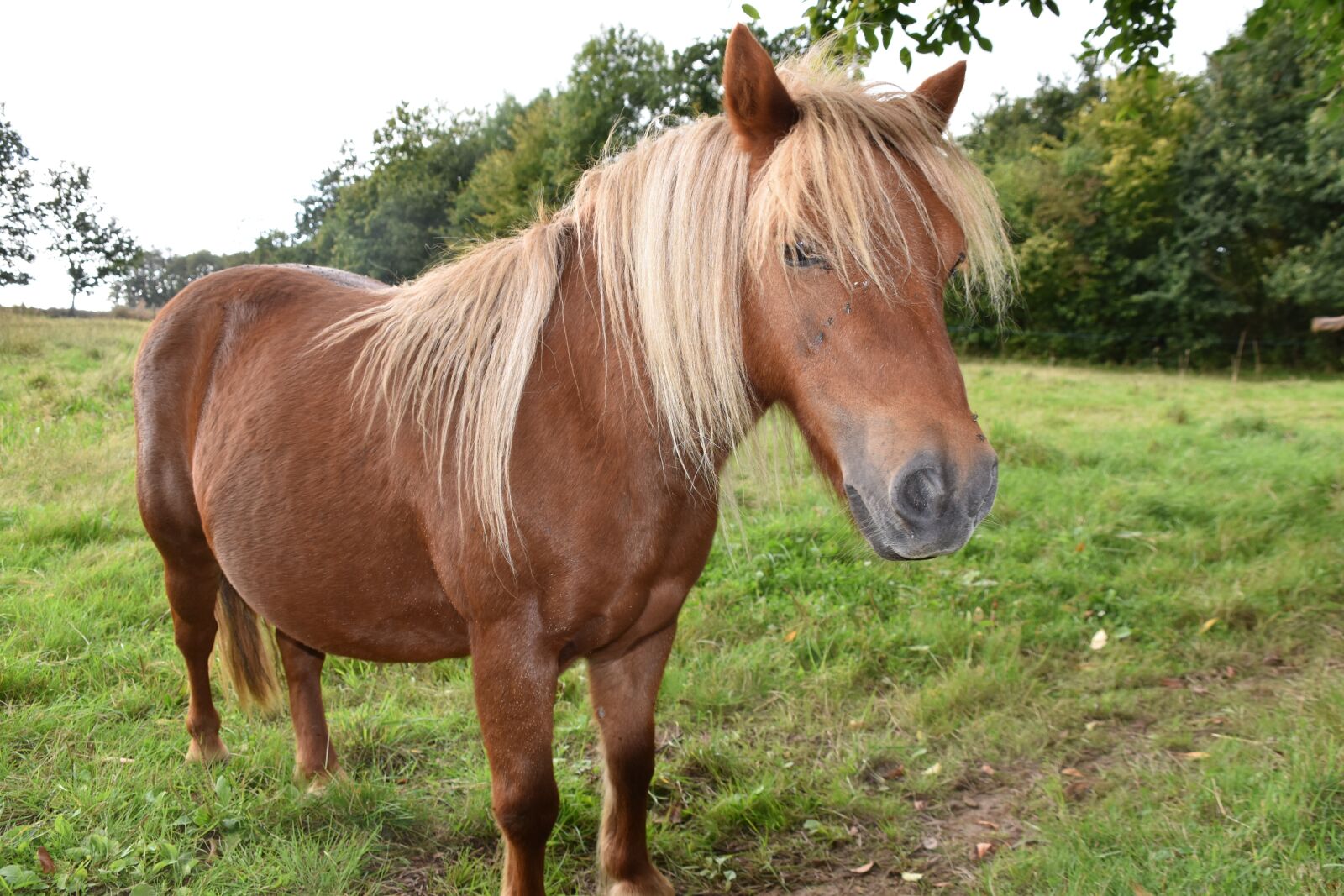Nikon D5600 sample photo. Shetland pony, shetland, ponette photography