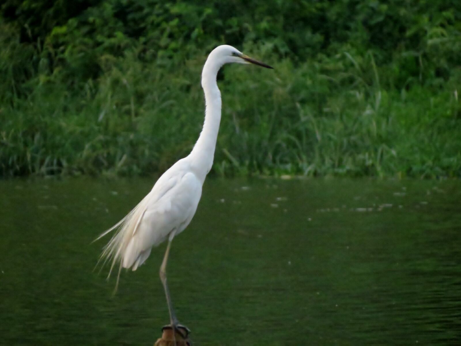 Canon PowerShot SX40 HS sample photo. Bird, siva301in photography