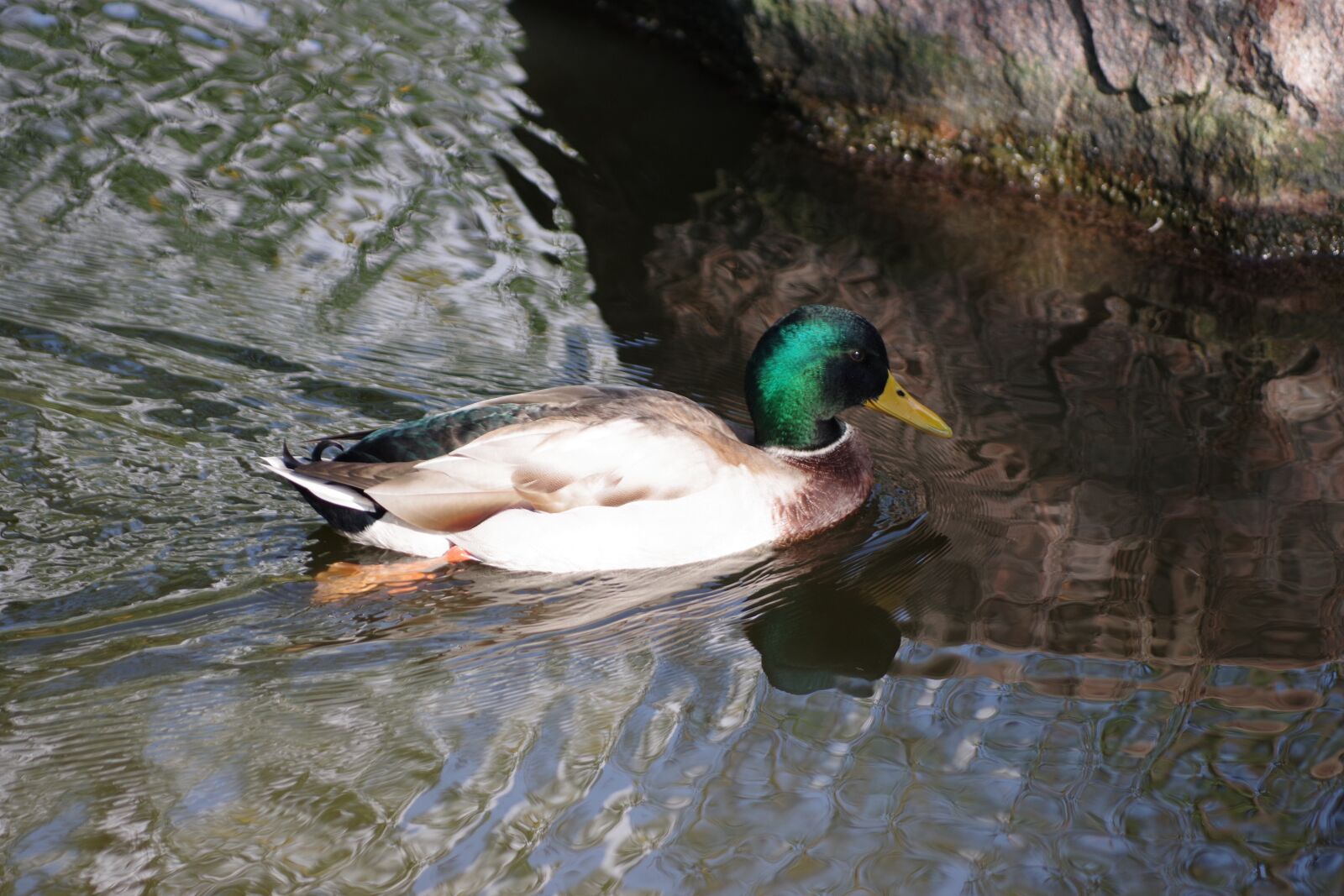 Pentax K-70 sample photo. The birds, duck, water photography