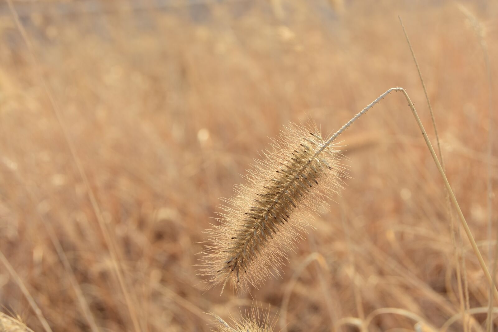 Nikon D7200 sample photo. Nature, outdoors, plants photography