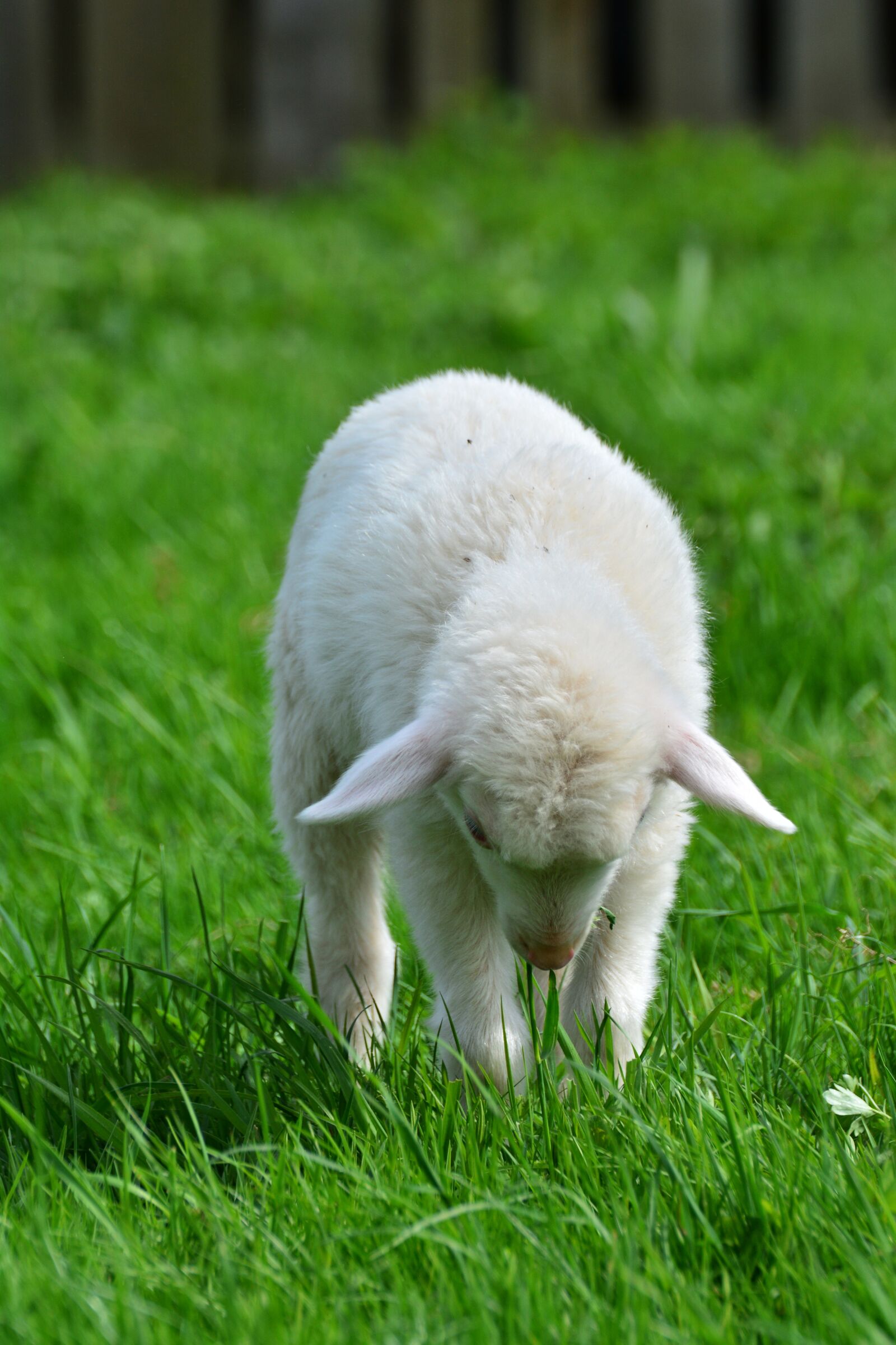 Nikon D5200 sample photo. Sheep, schäfchen, lamb photography