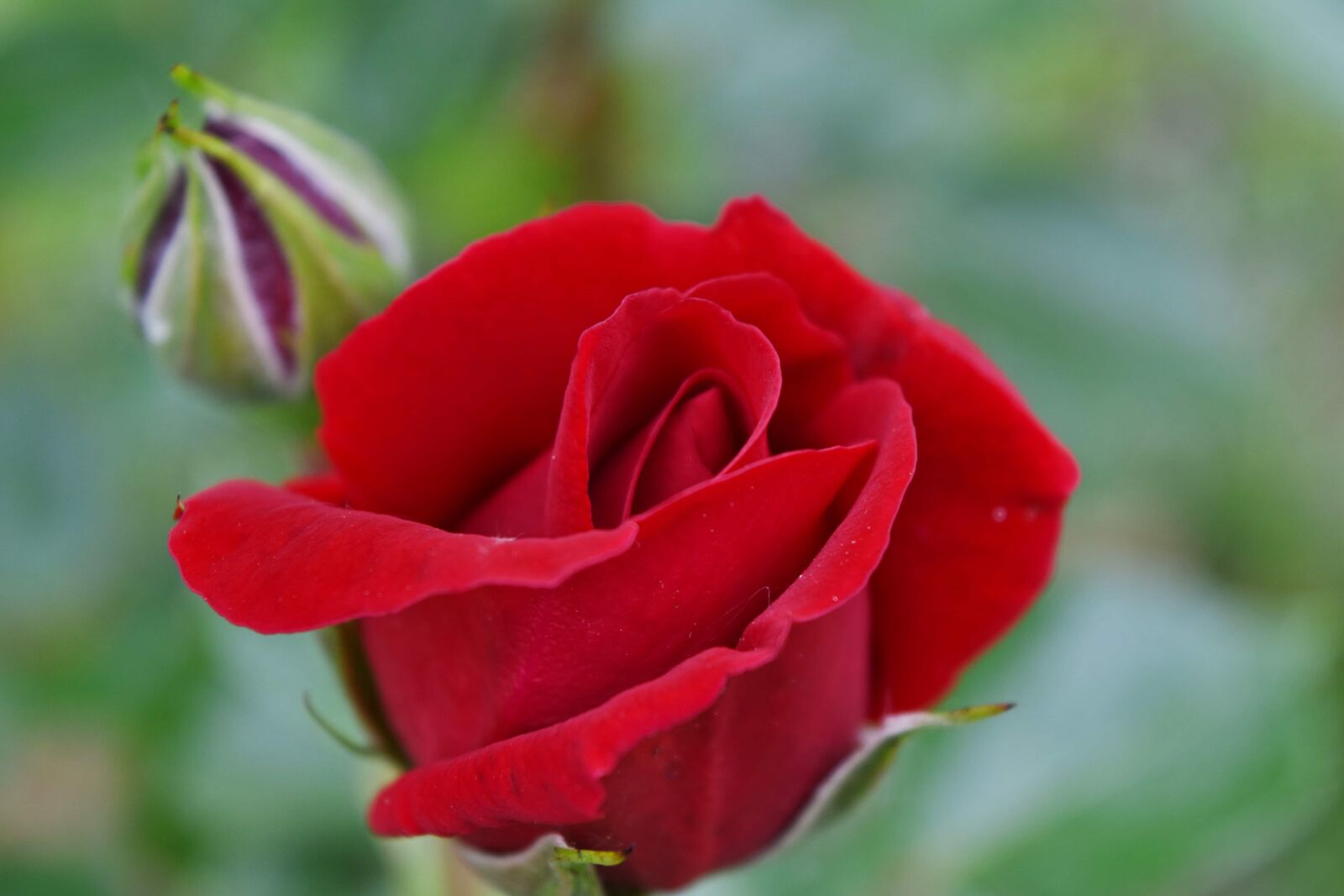 Nikon D5500 sample photo. Detail, petals, petal, bud photography