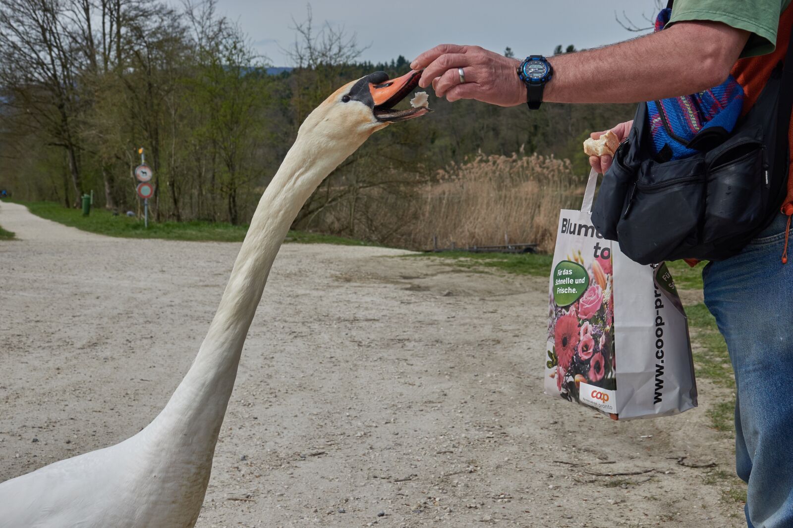 Sony Cyber-shot DSC-RX10 IV sample photo. Swan, feed, hand photography
