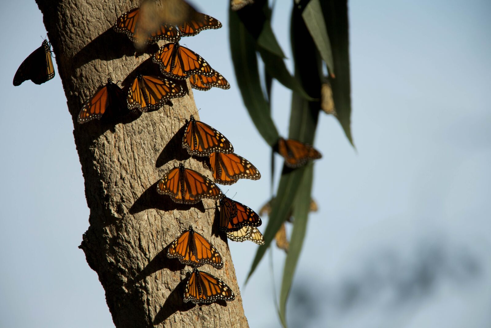 Canon EOS 5D Mark III sample photo. Monarch butterflies, bugs, insects photography
