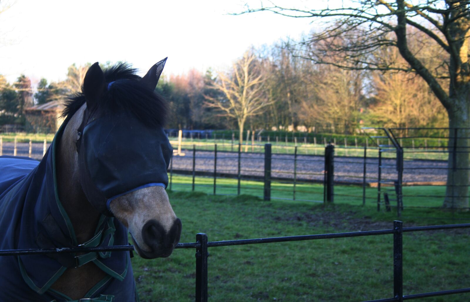 Canon EOS 350D (EOS Digital Rebel XT / EOS Kiss Digital N) sample photo. Horse, grazing, animal photography