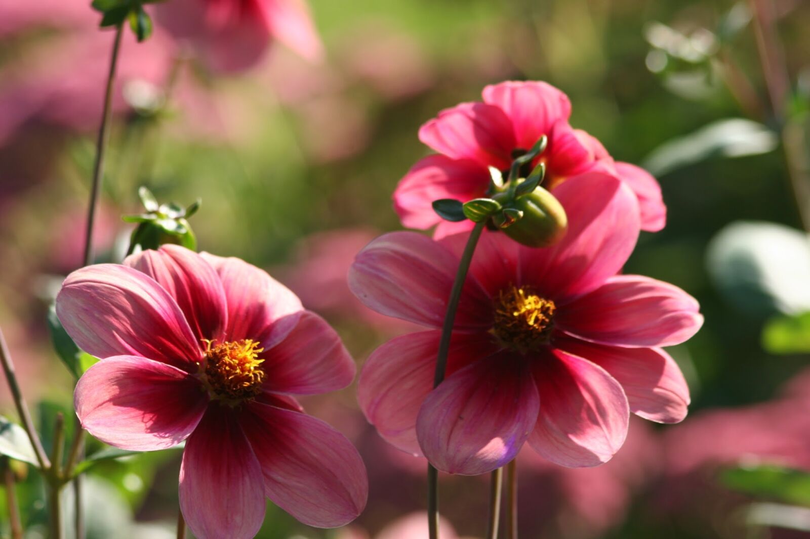 Canon EOS 20D sample photo. Flower, dahlia, variety aragon photography