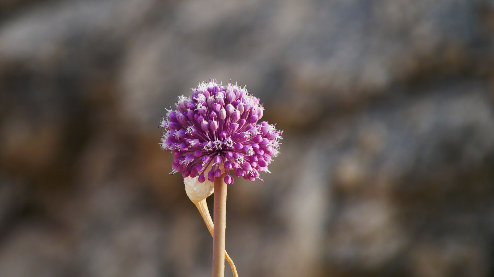 Panasonic Lumix DMC-GX85 (Lumix DMC-GX80 / Lumix DMC-GX7 Mark II) sample photo. Plant, nature, blossom photography