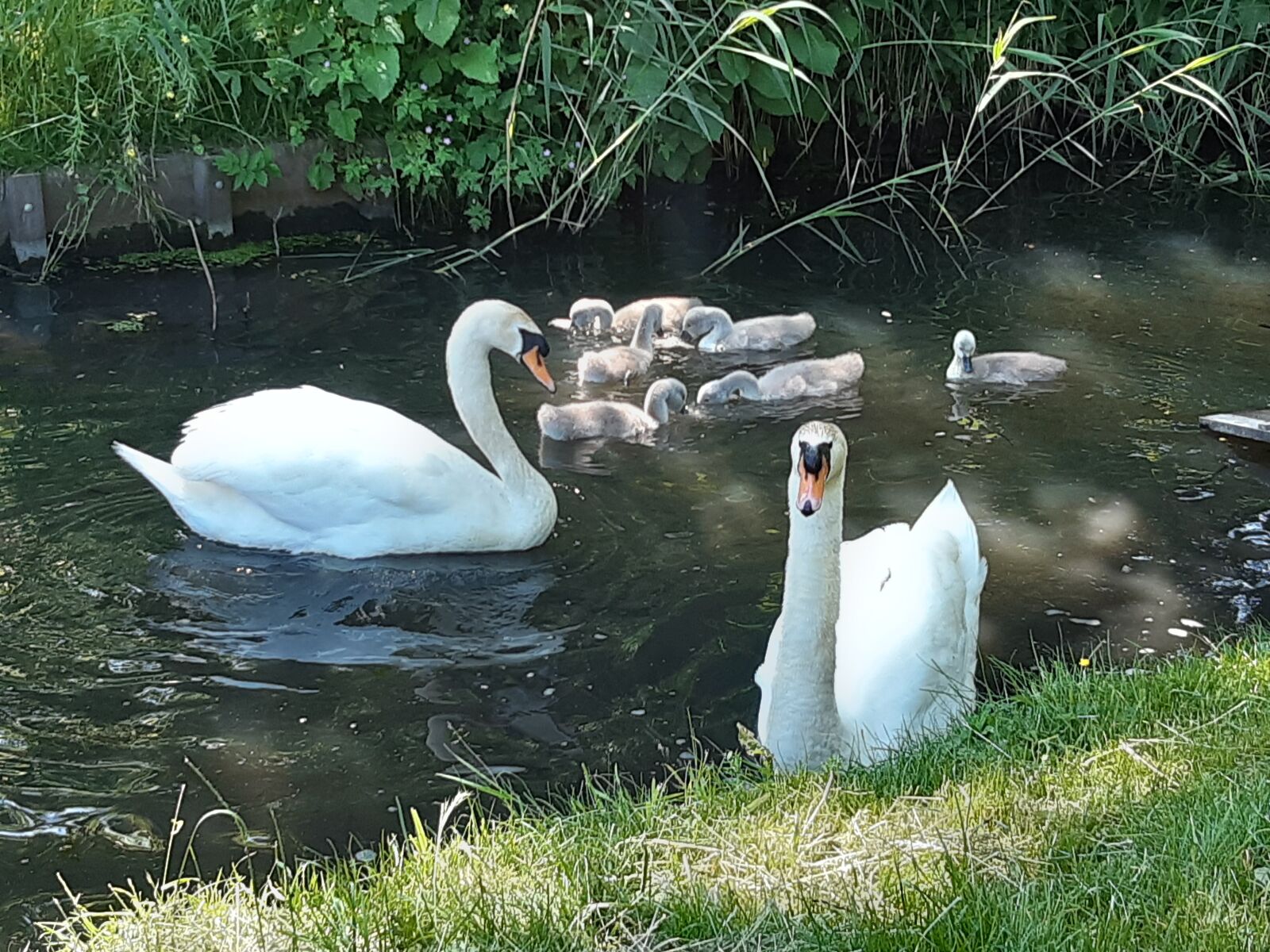 Samsung Galaxy A30 sample photo. Swan, zwak, zwan photography