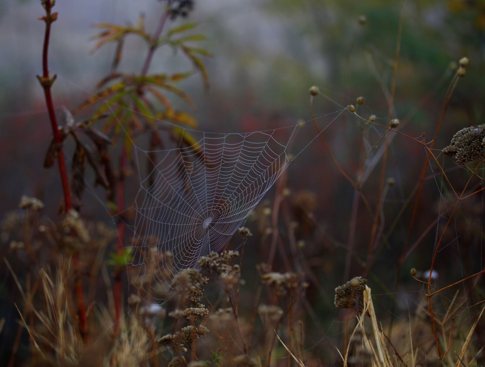 Canon EF-S 60mm F2.8 Macro USM sample photo. Spider web, wet, hooked photography
