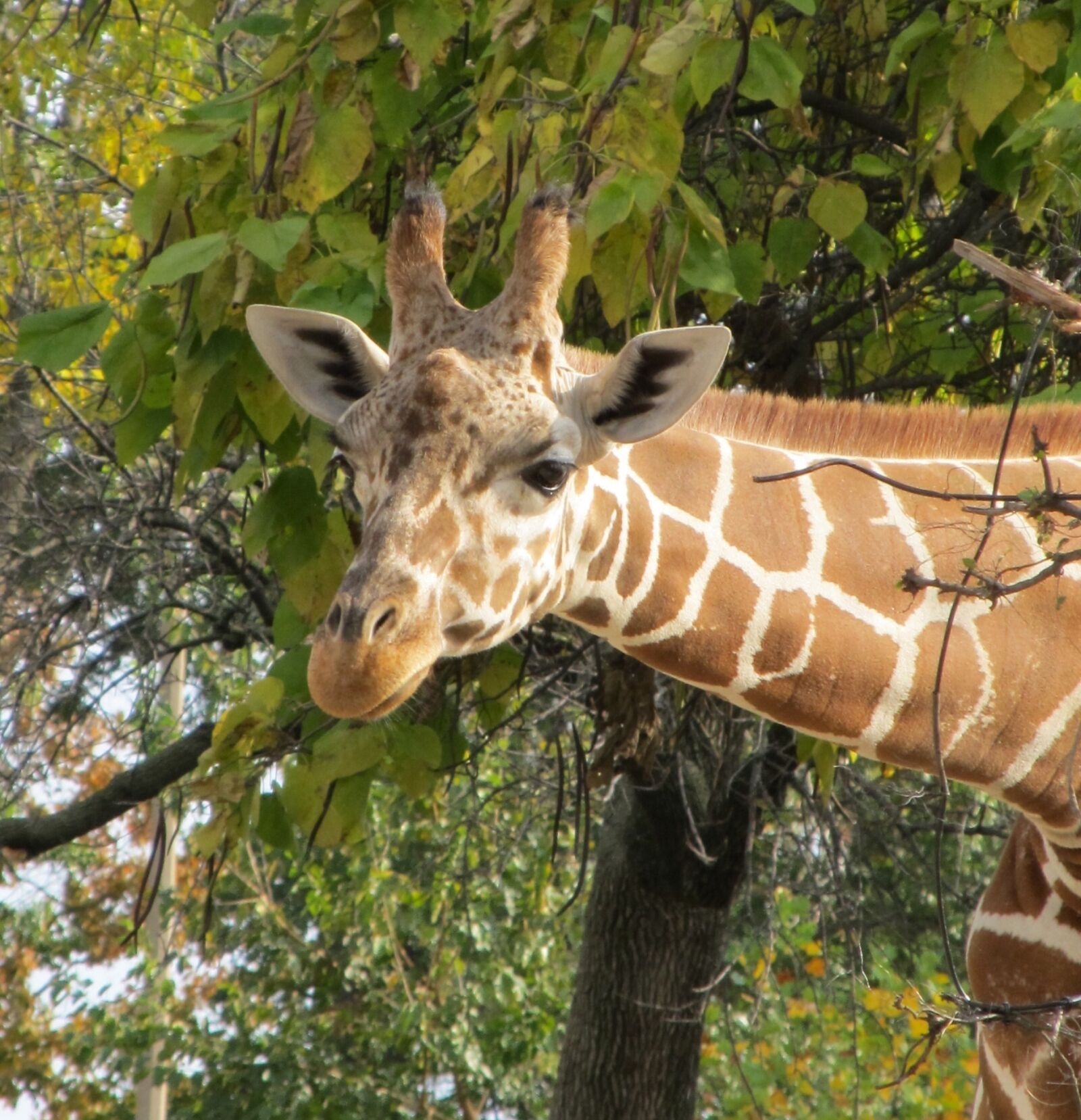 Canon PowerShot SX130 IS sample photo. Giraffe, head, zoo photography