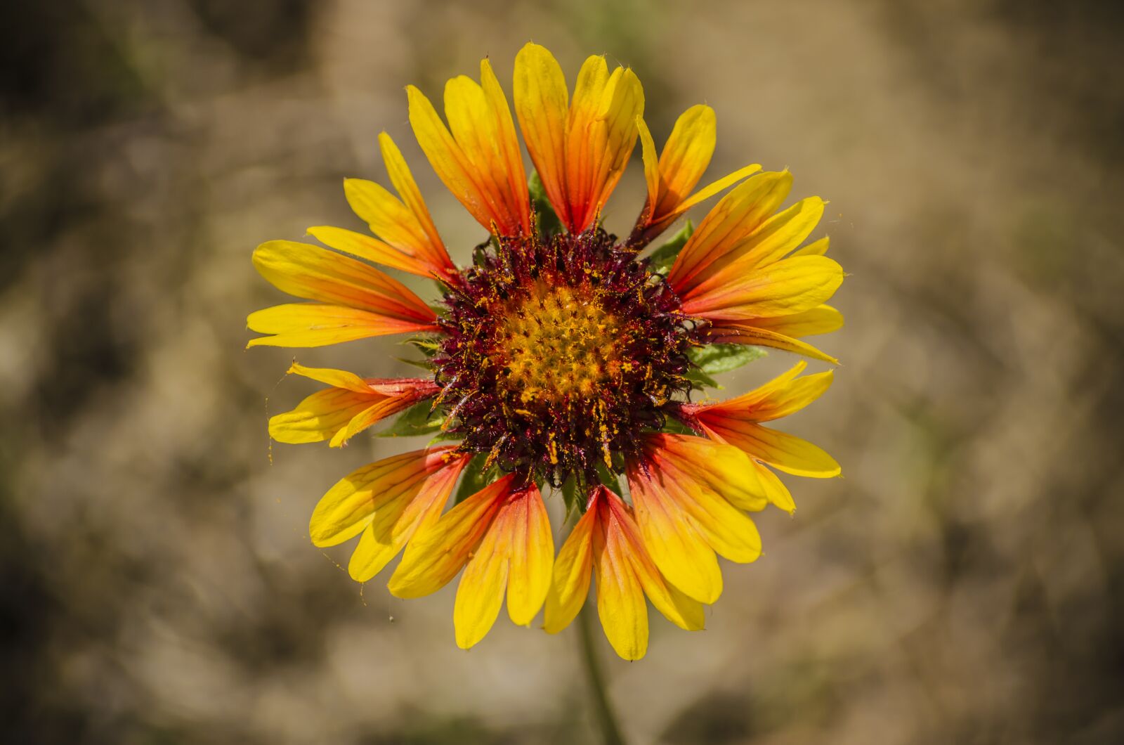 Nikon D5100 sample photo. Flower, spring, spring flower photography