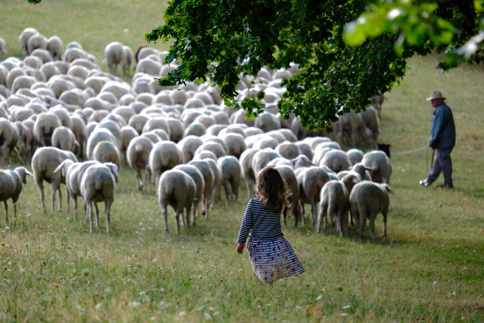 Fujifilm X-T3 sample photo. Sheep, herd, pasture photography