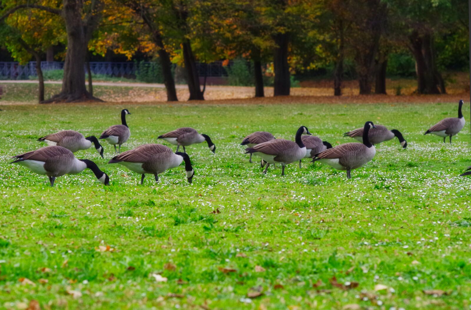 Pentax K-30 sample photo. Canada goose, meadow, daisy photography