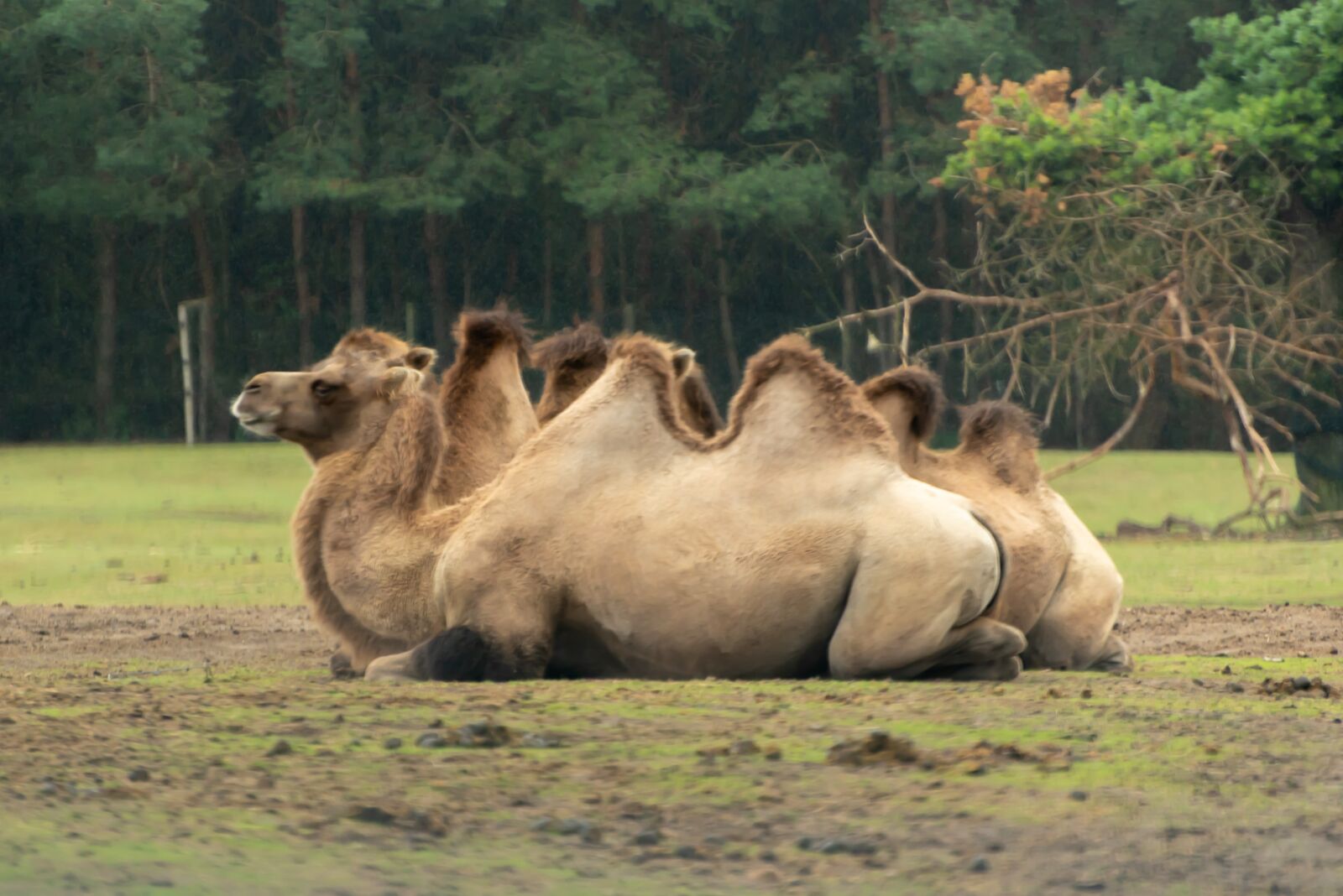 Nikon D750 sample photo. Camel, beekse bergen, hilvarenbeek photography