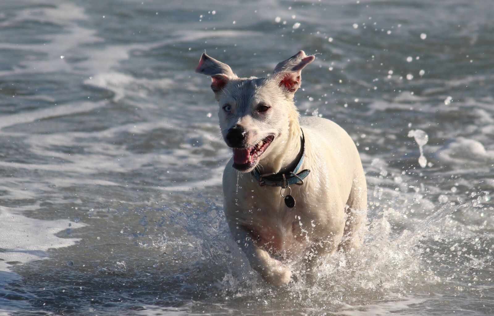 Canon EOS 650D (EOS Rebel T4i / EOS Kiss X6i) sample photo. Dog, water, sea photography