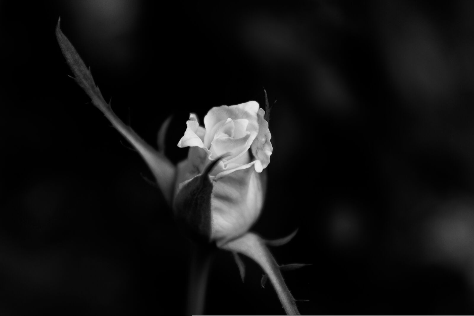 Canon EF-S 18-55mm F3.5-5.6 III sample photo. White rose, b w photography