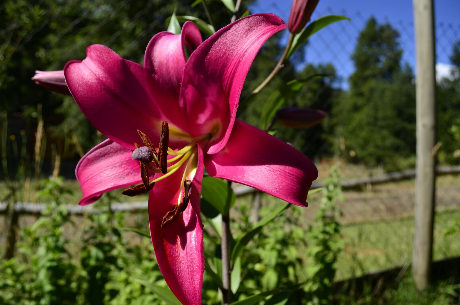 Nikon D5100 sample photo. Lilium, nature, colors photography