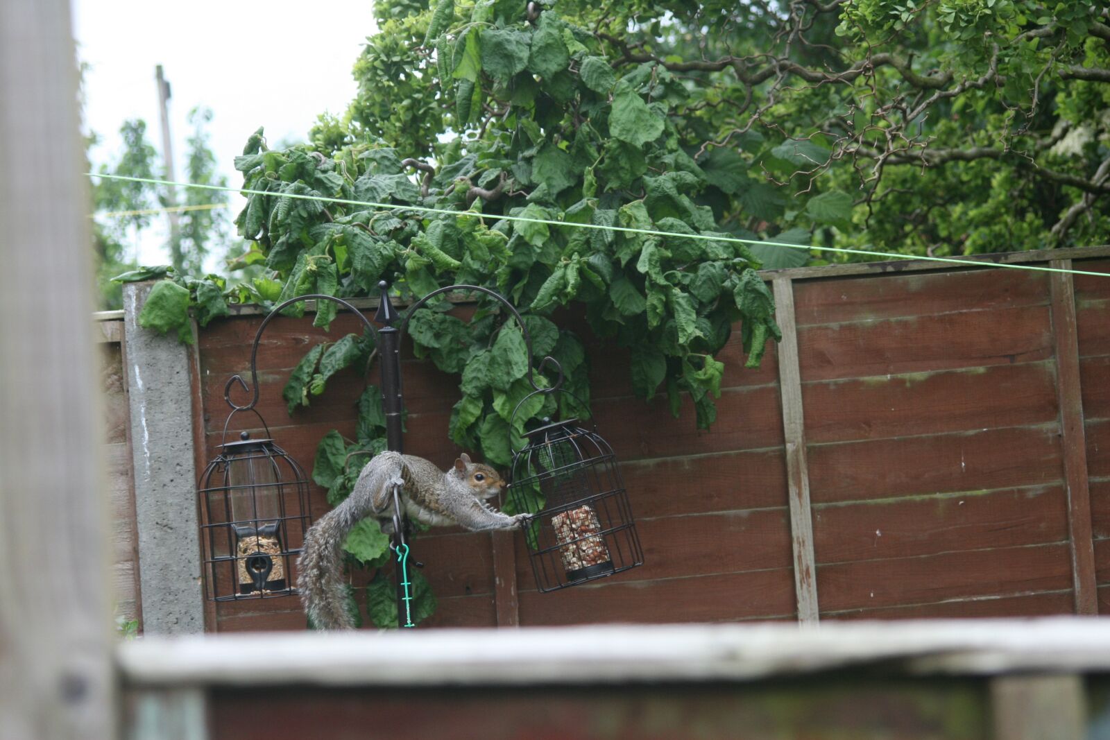 Canon EOS 30D sample photo. Squirrel, nature, animal photography