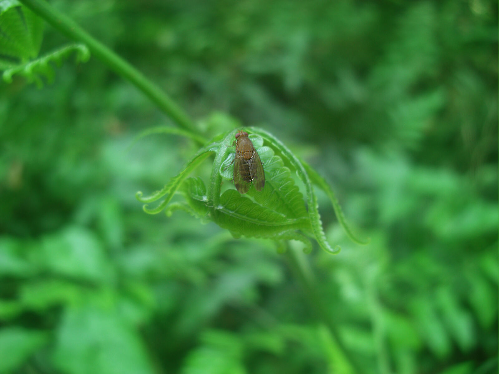 CASIO EX-Z1200 sample photo. Blurred, background, dark, green photography