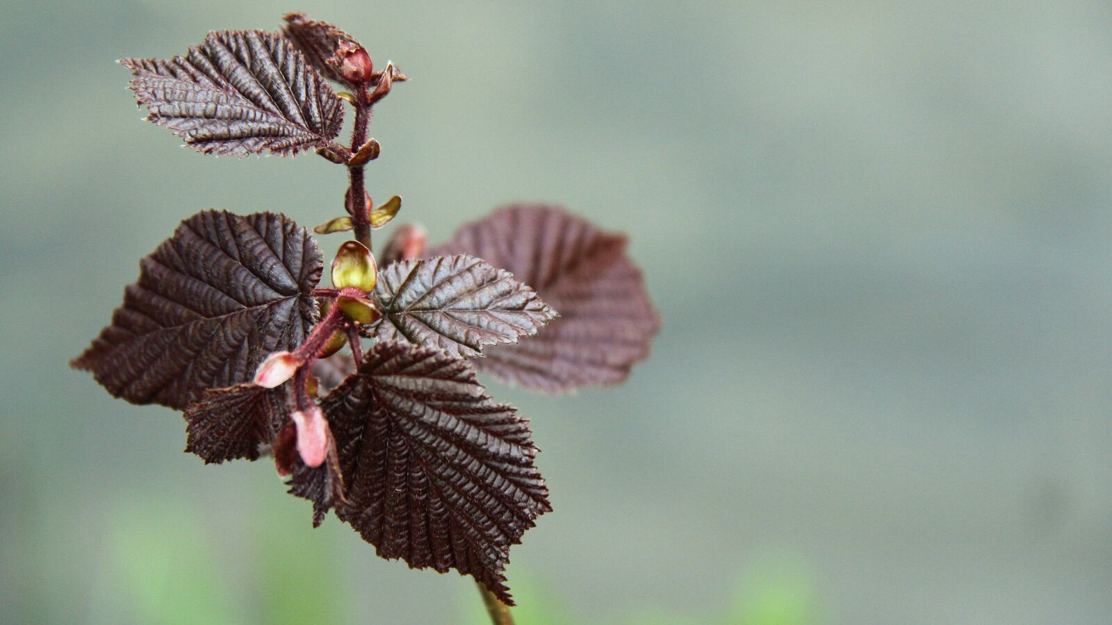 Canon EOS 50D sample photo. Leaf, branch, hazelnut photography
