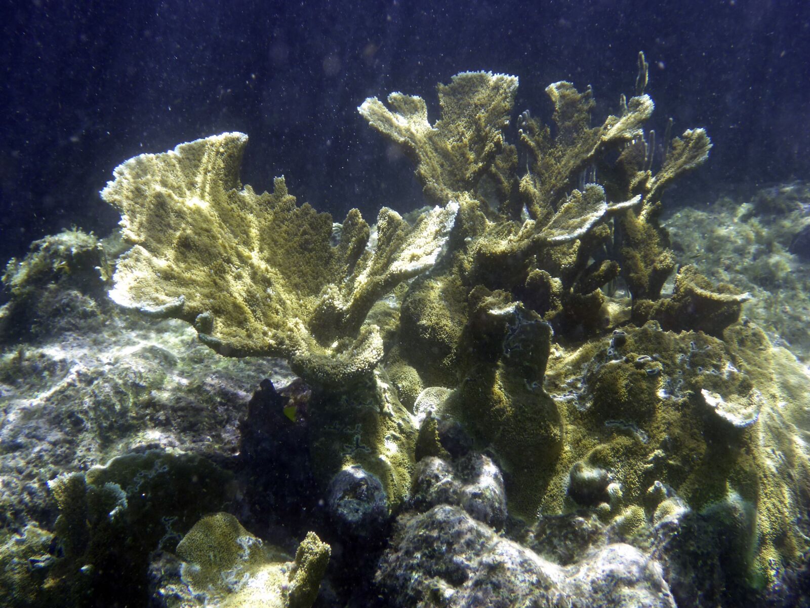 Panasonic Lumix DMC-TS5 (Lumix DMC-FT5) sample photo. Coral, sea, underwater photography