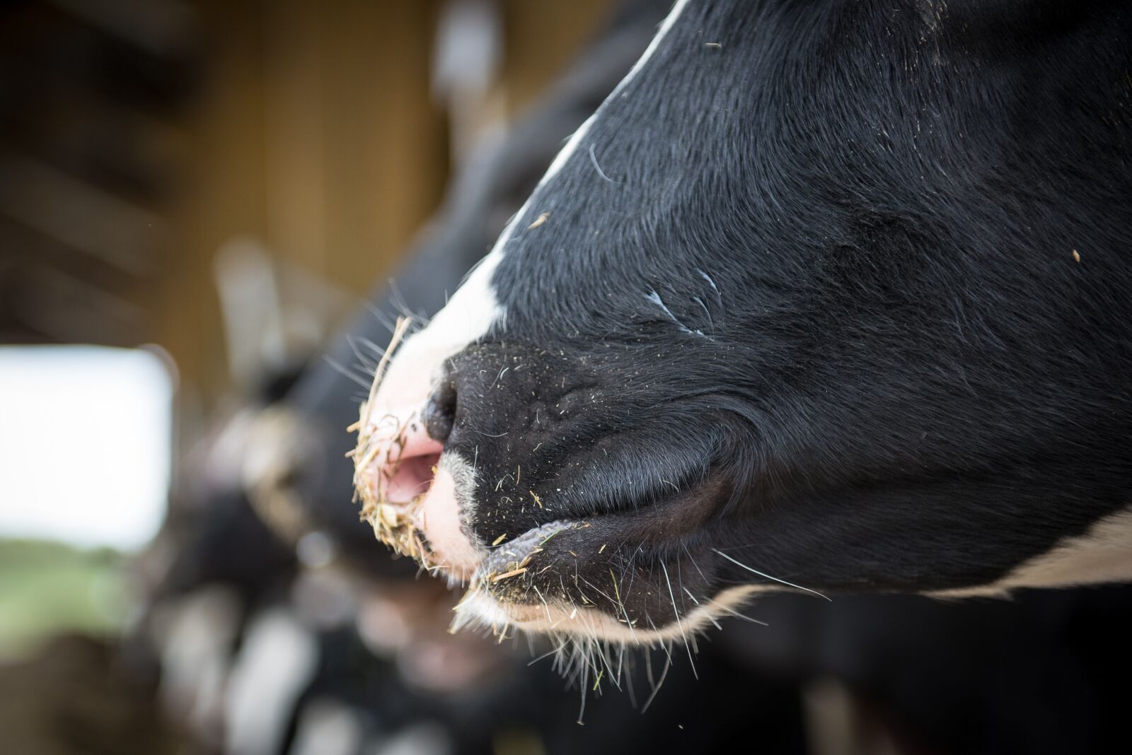 Nikon D750 sample photo. Agriculture, beef, cattle photography