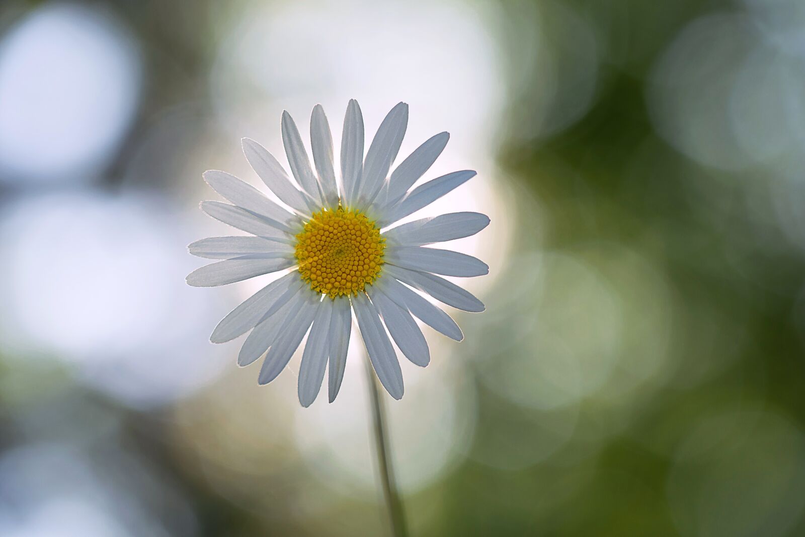 Nikon D3300 sample photo. Daisy, flower, summer photography
