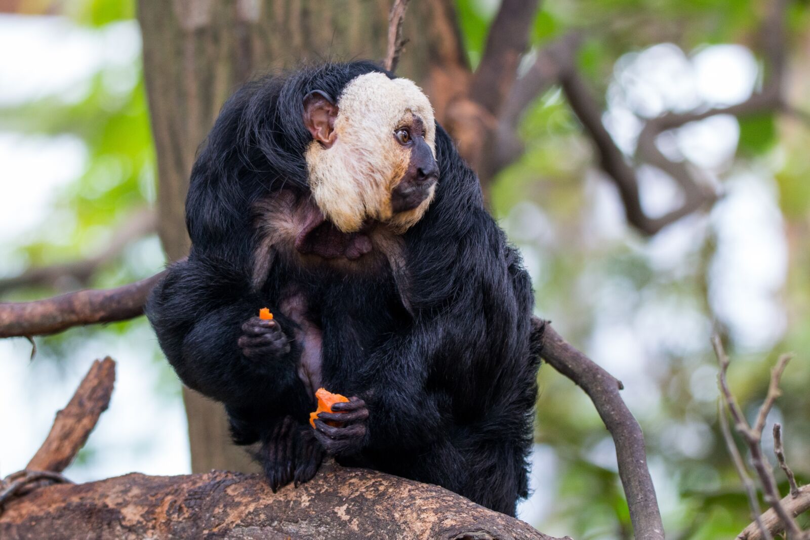 150-600mm F5-6.3 DG OS HSM | Contemporary 015 sample photo. Face white saki, monkey photography