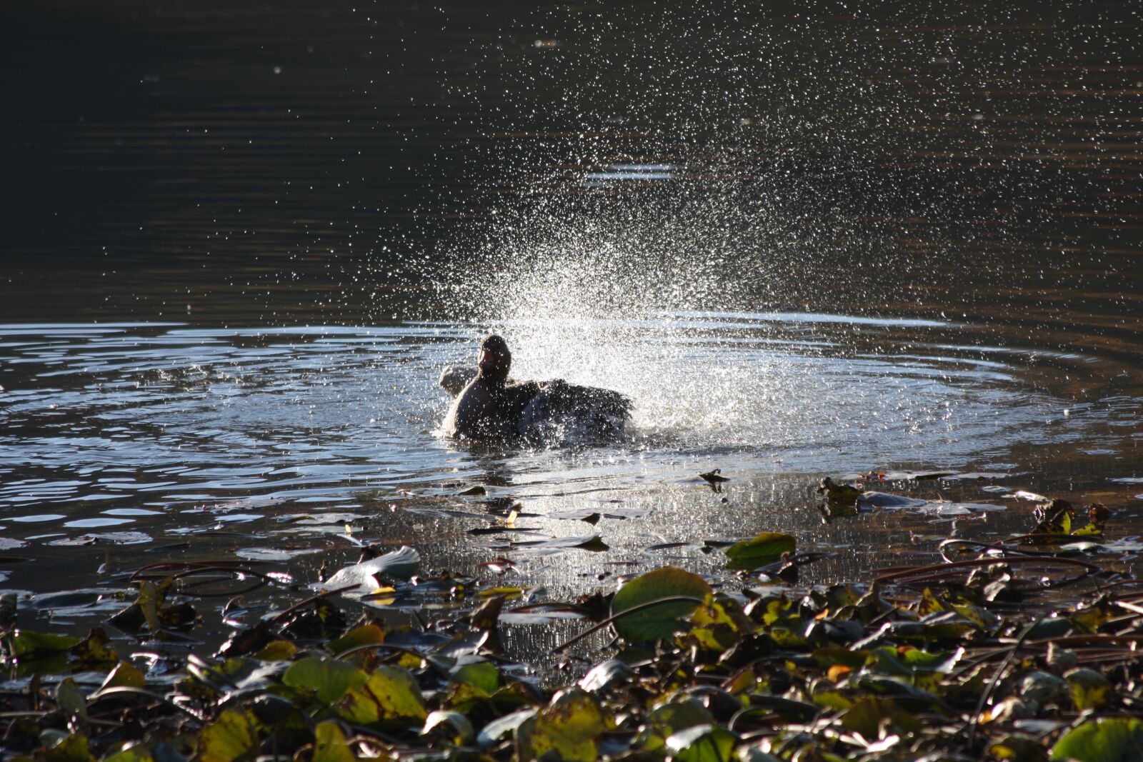 Canon EOS 40D sample photo. Duck, pond, water photography
