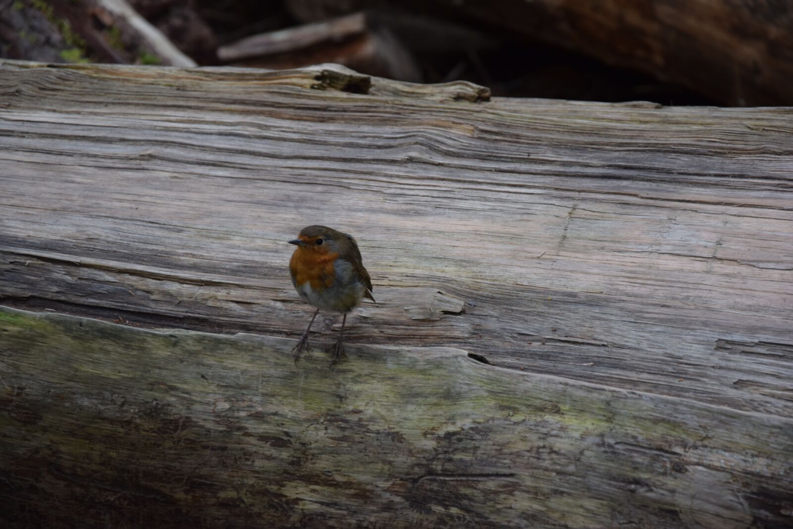 Nikon D5300 sample photo. Nature, bird, wood photography