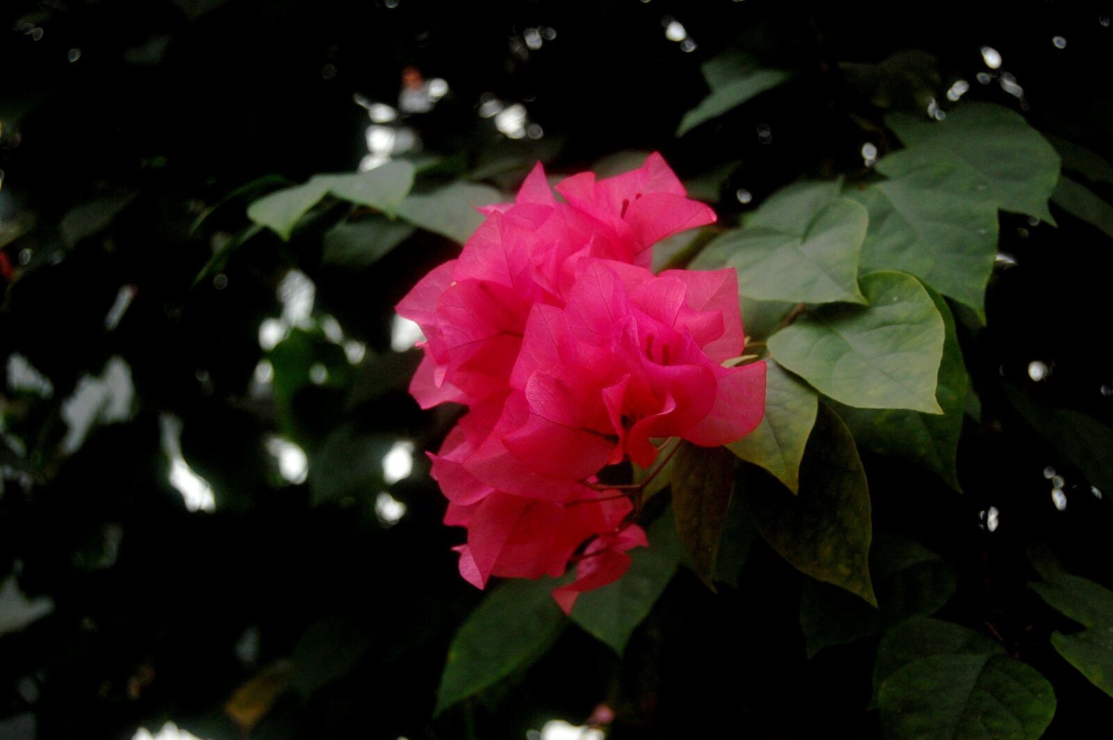 Nikon D40 sample photo. Flowers, plant, garden photography