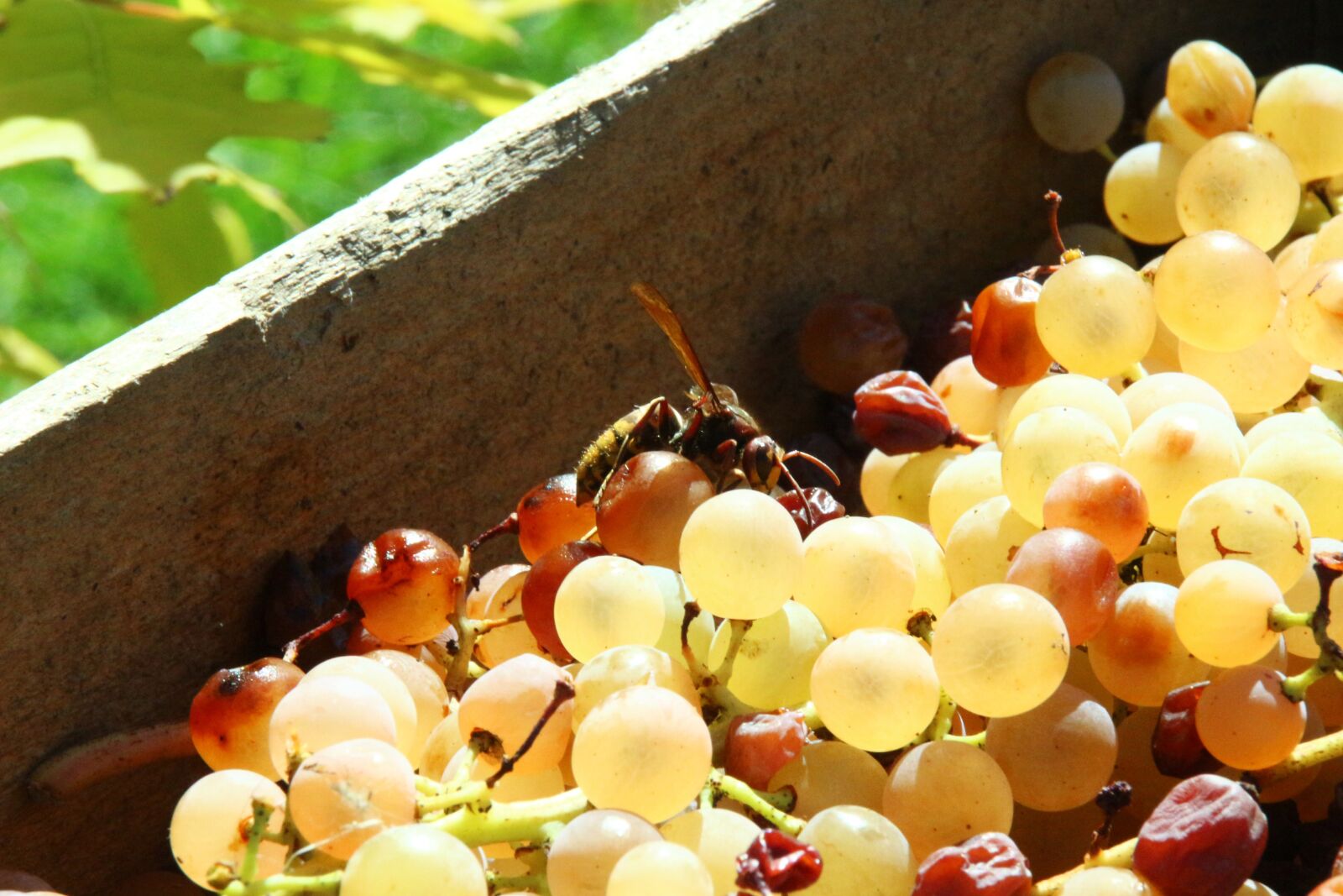 Canon EOS 100D (EOS Rebel SL1 / EOS Kiss X7) sample photo. Vintage, grapes, autumn photography