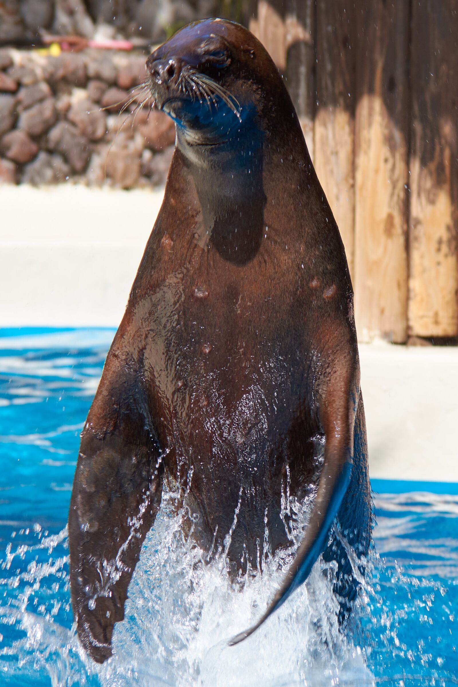 Nikon D7200 sample photo. Seal, jump, feat photography