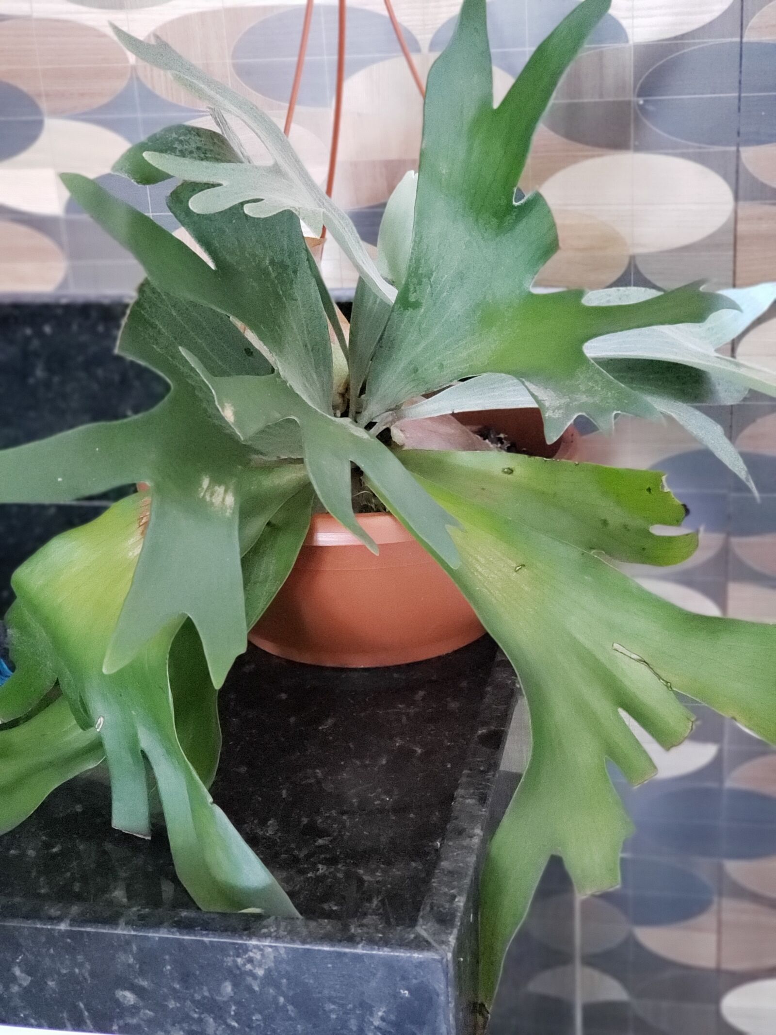 Samsung Galaxy S9+ sample photo. Planta, natureza, plants photography
