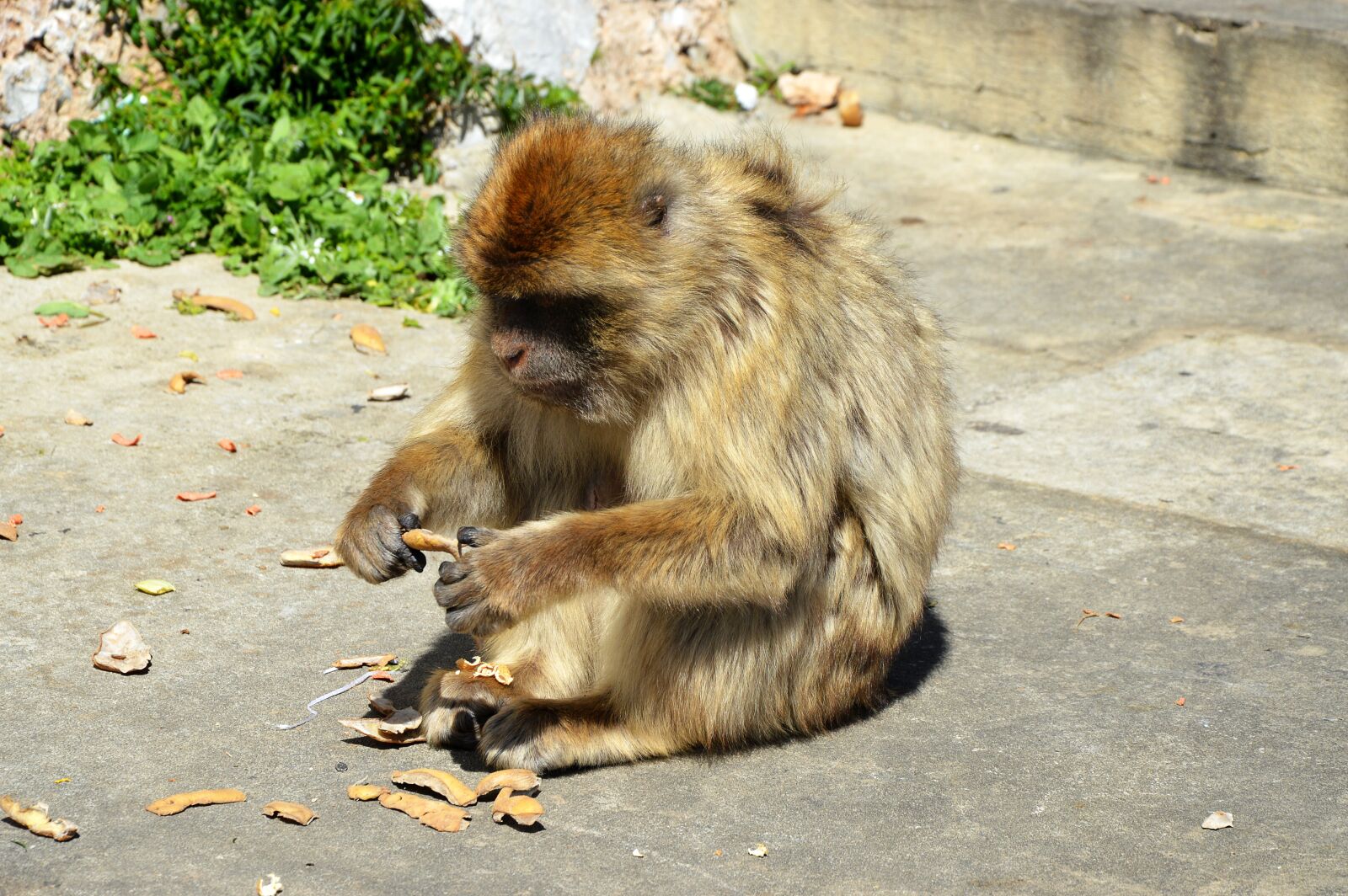 Nikon D3200 sample photo. Barbary ape, monkey rock photography